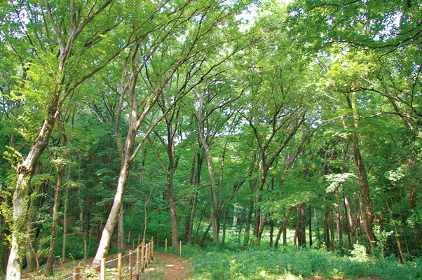 ③里山の静かな森を散策「トトロの森1号地」