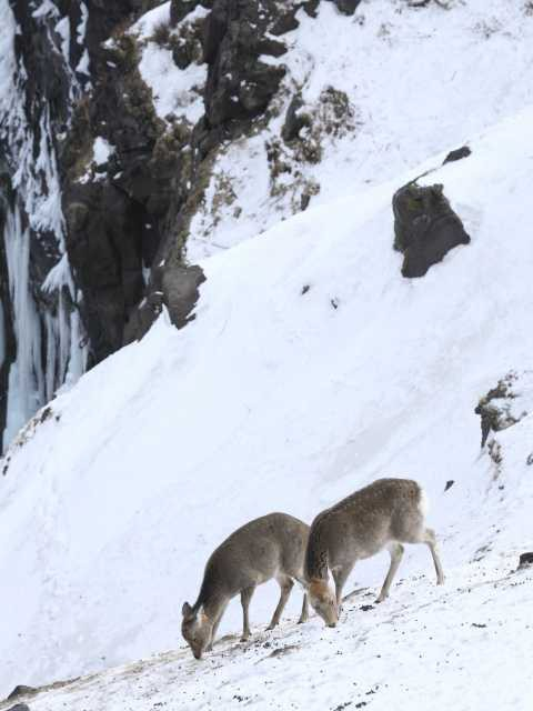 フレペの滝遊歩道