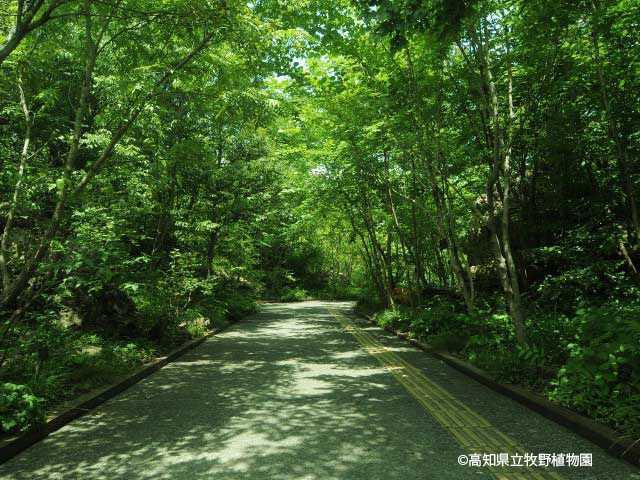 高知県立牧野植物園