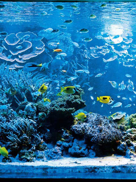 【志摩エリアからひと足のばして観光】愛らしい水の生きものが揃う「鳥羽水族館」