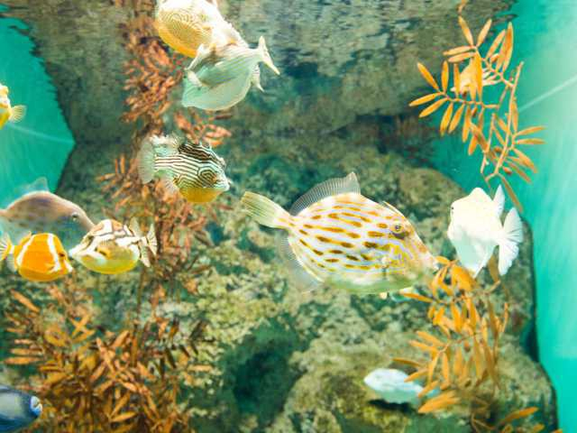 下関市立しものせき水族館「海響館」