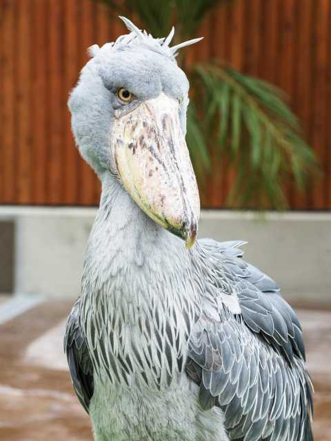【9位】掛川花鳥園