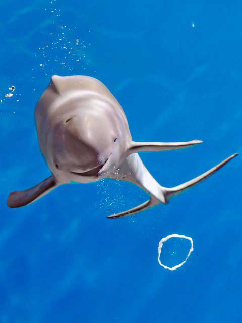 下関市立しものせき水族館「海響館」