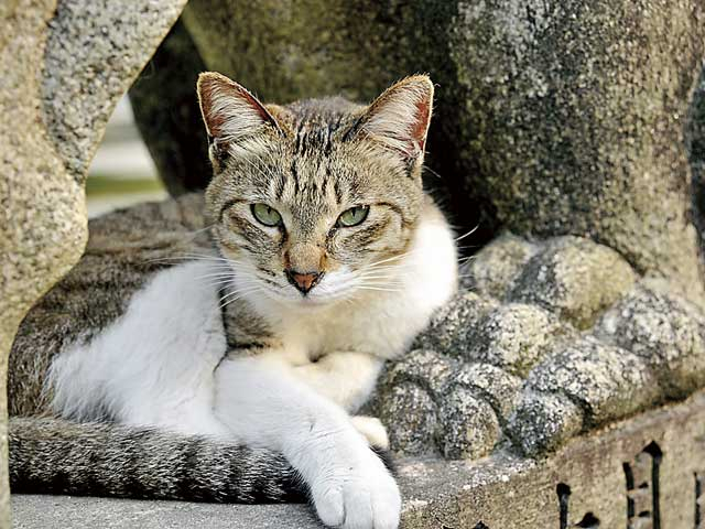 知恵を授かる文殊さん「智恩寺」