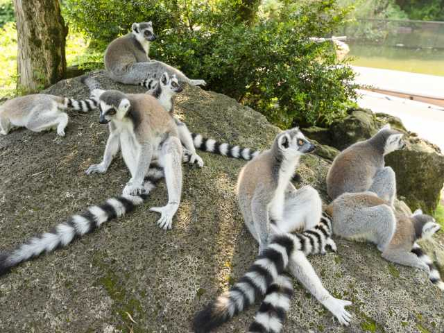 伊豆シャボテン動物公園
