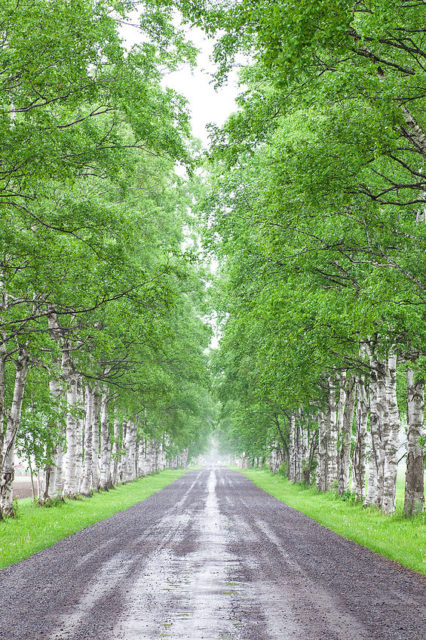 【十勝の絶景×自然】高く伸びゆく美しい並木「十勝牧場の白樺並木」