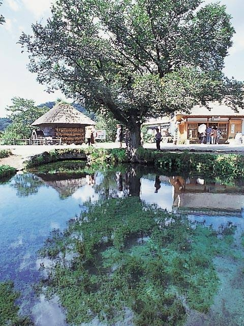 【山中湖エリアの観光スポット】忍野八海