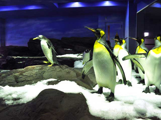 島根県立しまね海洋館アクアス