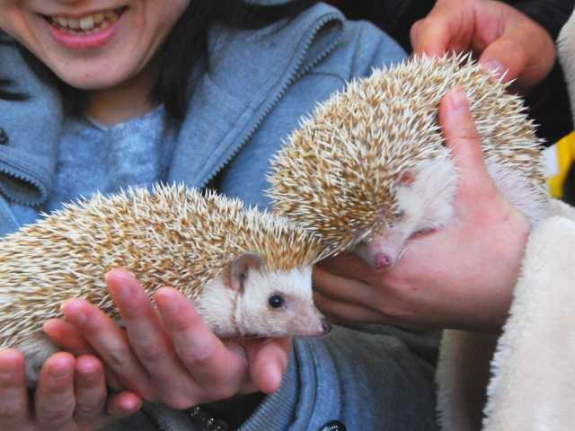 秋吉台サファリランド