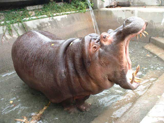 周南市徳山動物園