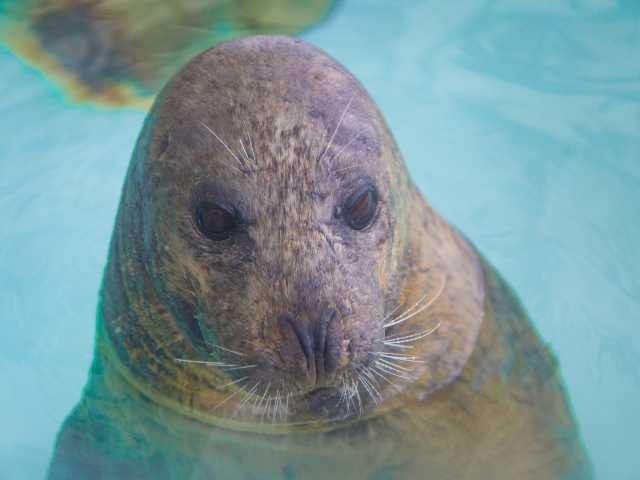 日和山海岸の体験型水族館「城崎マリンワールド」