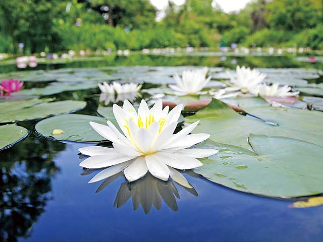 北川村「モネの庭」マルモッタン