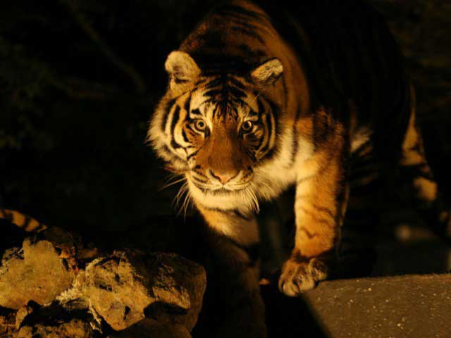 【山中湖からひと足のばして観光】富士サファリパーク