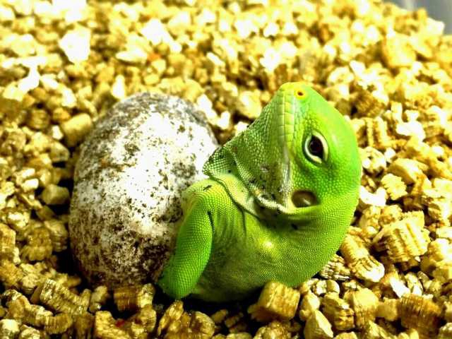 体感型動物園iZoo