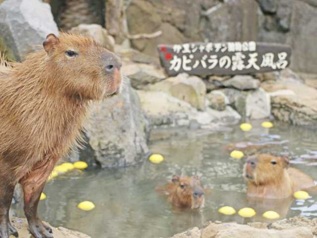 伊豆シャボテン動物公園