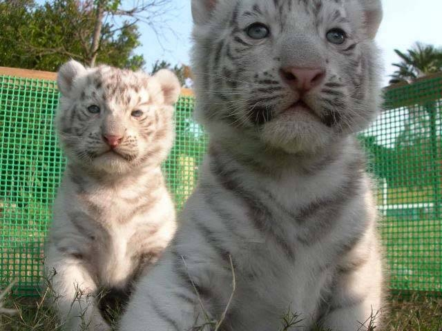 しろとり動物園