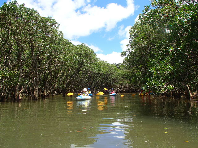 【屋久島の観光スポット】黒潮の森マングローブパーク