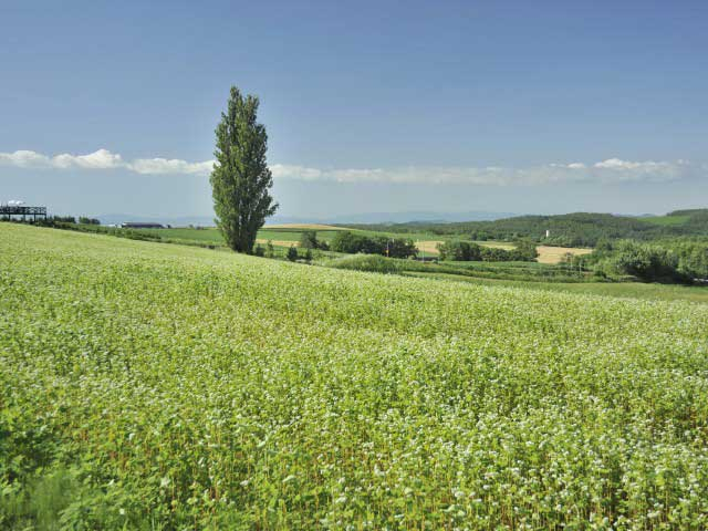 ケンとメリーの木