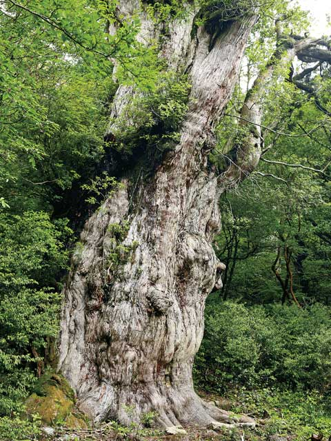 【屋久島の観光スポット】縄文杉