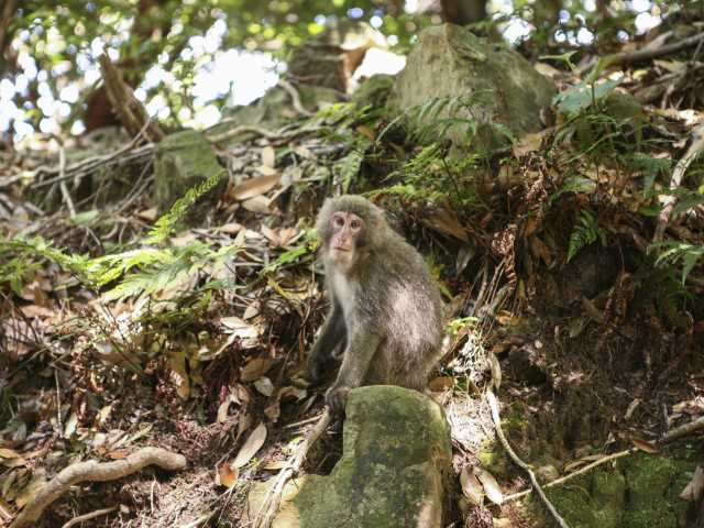 【屋久島の観光スポット】西部林道