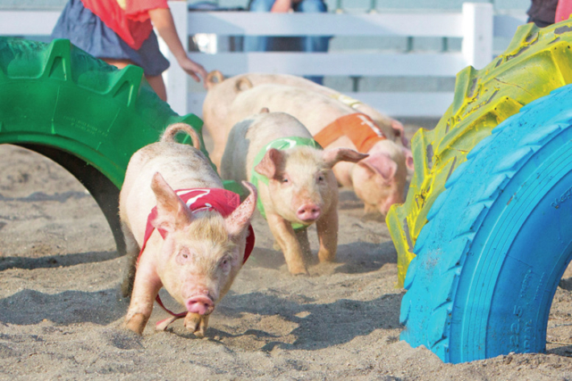 マザー牧場でかわいい動物とふれあう:「こぶたのレース」