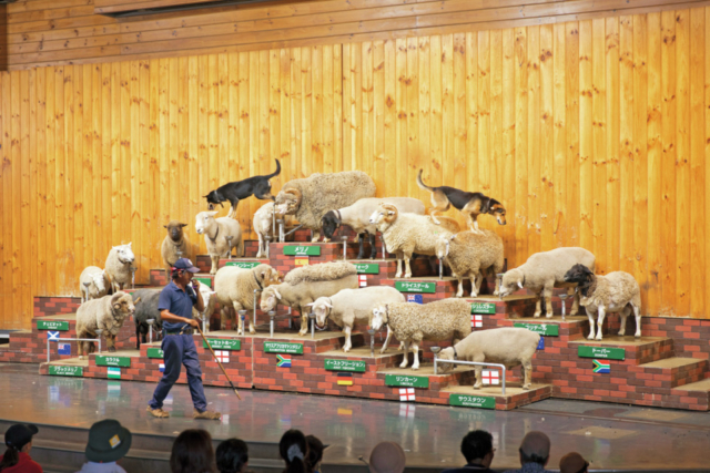 マザー牧場でかわいい動物とふれあう:笑いがいっぱいの「シープショー」を鑑賞