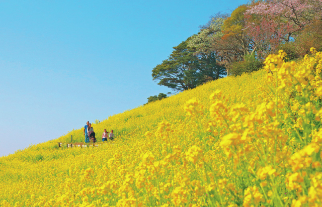 【千葉】マザー牧場の魅力② 季節の花畑などの絶景もいっぱい!