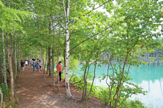 美瑛ドライブモデルコース①白金 青い池