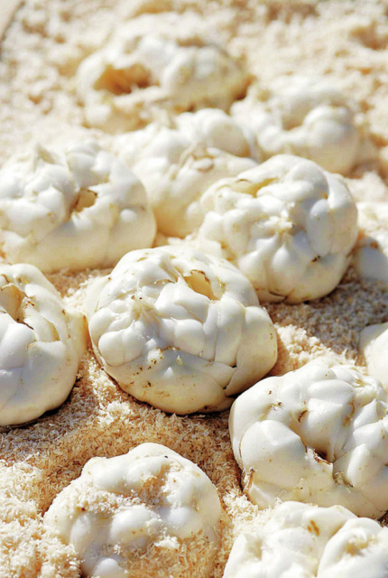 【産直市場×札幌周辺の道の駅】全国シェアの60%のゆり根がおすすめ「真狩フラワーセンター」