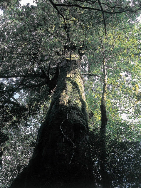 【屋久島の観光スポット】ヤクスギランド