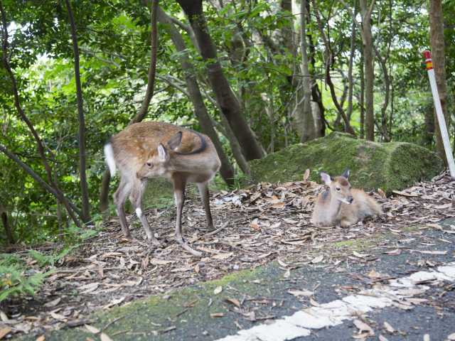 【屋久島の観光スポット】西部林道