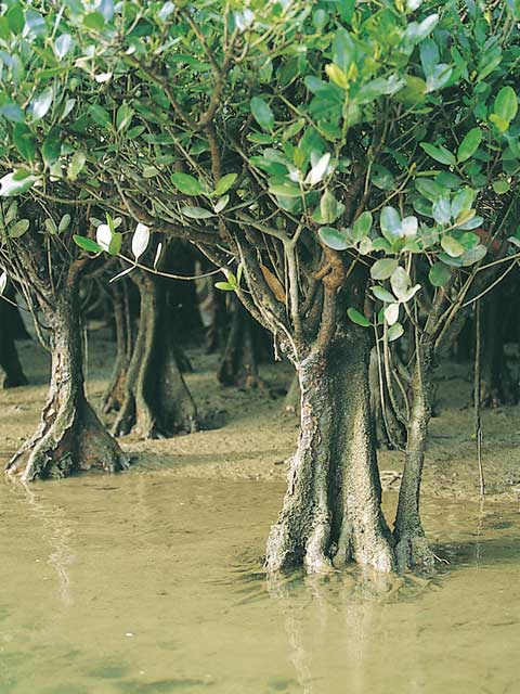 【奄美大島の観光スポット】黒潮の森マングローブパーク