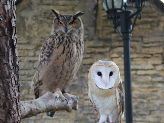 YUFUIN FLORAL VILLAGE