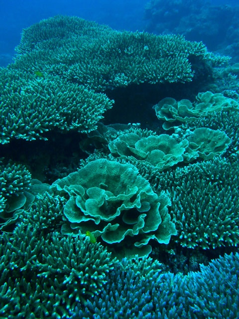 【奄美大島の観光スポット】Aqua Dive kohollo