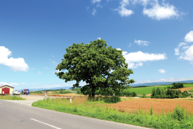 美瑛おすすめコース③セブンスターの木