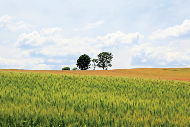 美瑛おすすめコース④親子の木