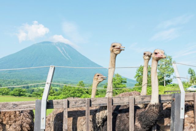 【ニセコ×ドライブ】ニセコでのびのびと暮らすダチョウに会いに行く「第二有島だちょう牧場」