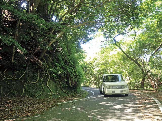 【屋久島の観光スポット】西部林道