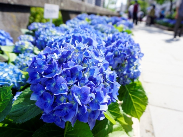 【全国】 紫陽花の名所をご紹介！梅雨を彩る美しい花