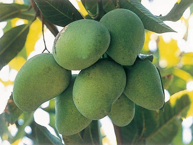 【屋久島の観光スポット】屋久島フルーツガーデン