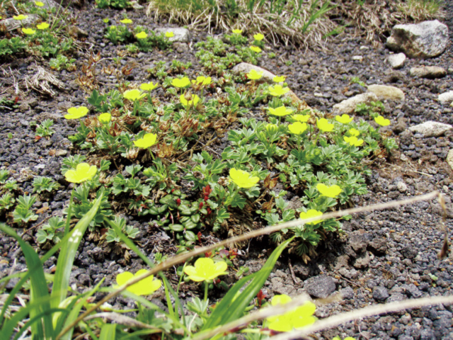 美瑛ドライブモデルコース④十勝岳望岳台