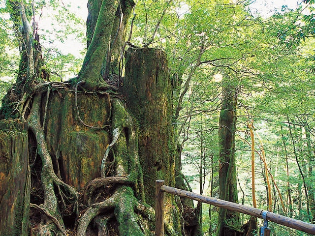 【屋久島の観光スポット】ヤクスギランド
