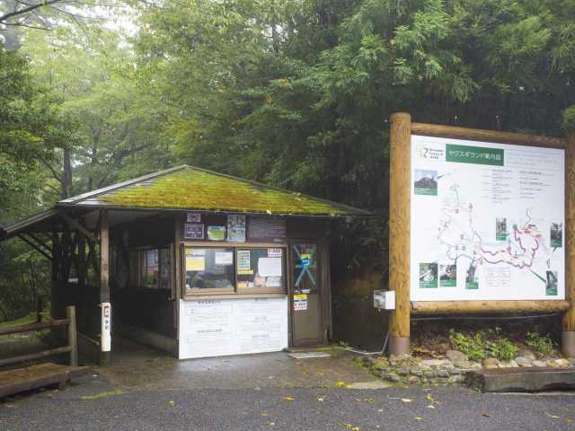 【屋久島の観光スポット】ヤクスギランド