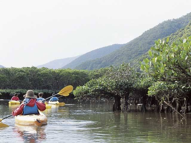 【屋久島の観光スポット】黒潮の森マングローブパーク