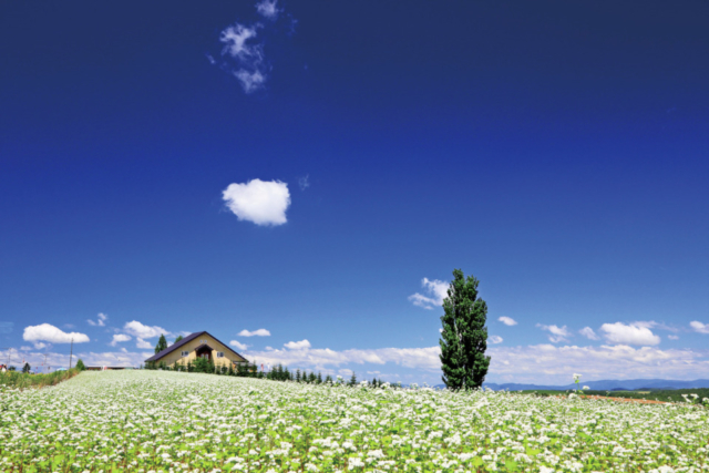美瑛おすすめコース②ケンとメリーの木