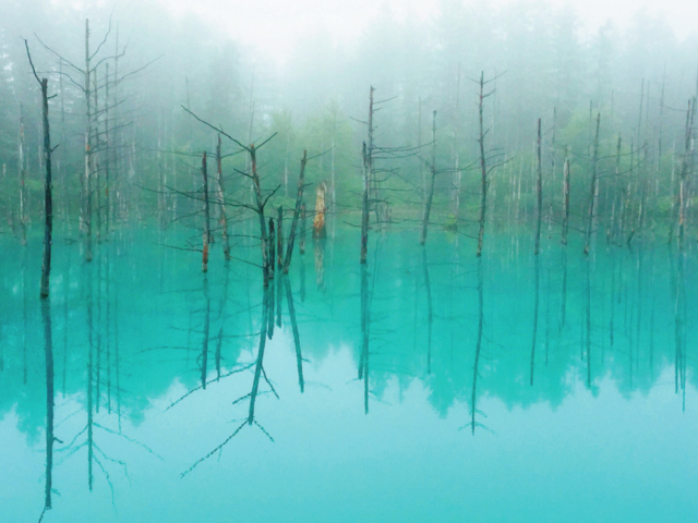 美瑛 青い池絶景ドライブ 大自然にふれる絶景スポットをめぐろう まっぷるトラベルガイド 美瑛 青い池絶景ドライブ 大自然にふれる絶景スポットをめぐろう まっぷるトラベルガイド