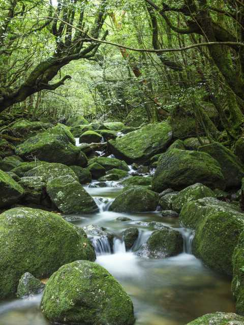 【屋久島の観光スポット】白谷雲水峡