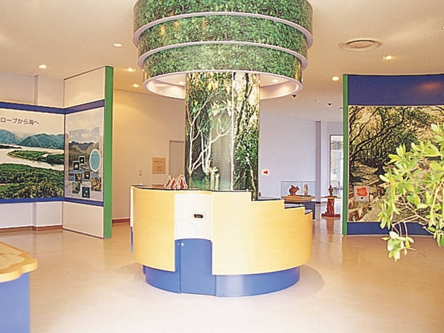 【奄美大島の観光スポット】黒潮の森マングローブパーク