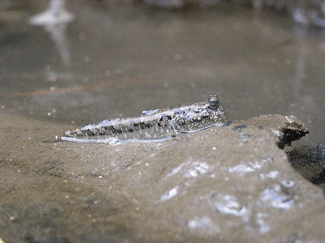 【屋久島の観光スポット】黒潮の森マングローブパーク