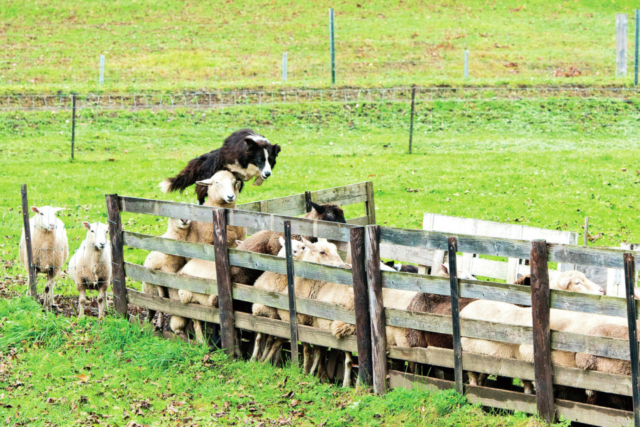 シープドッグショー